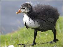 Baby coot at Pensthorpe (Photo by Gemma Keys)