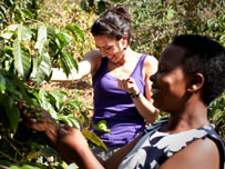 Coffee farming with Oliva
