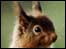 A Squirrel
