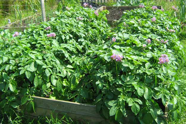 Potato plants