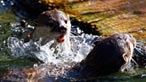 Otter