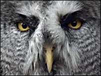 Grey Owl by Gemma Keys (detail)