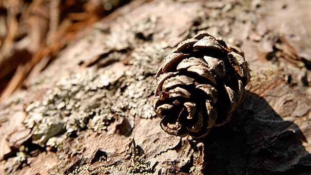 a Scots Pine cone, mature and fully opened