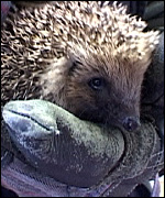 Hedgehogs, Wild THings Res-Q