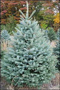 Colorado Spruce Picea Pungens Glauca