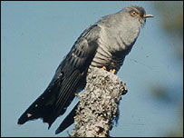 The Cuckoo
