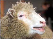 Dolly