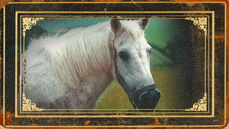 White horse
