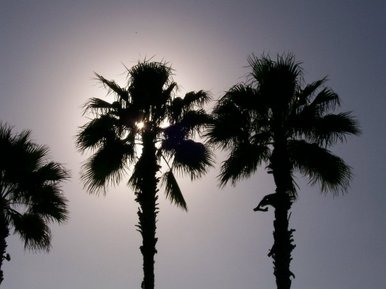 Trees at Celebration