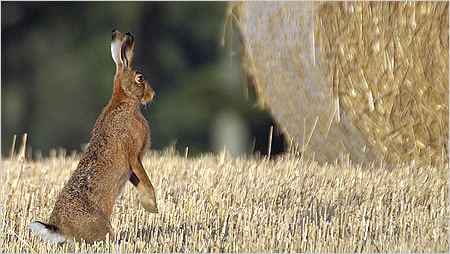 Hare standing in cornfield c/o northeastwildlife.co.uk