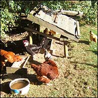Hens at Peel Acres