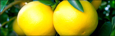 Look after your lemons