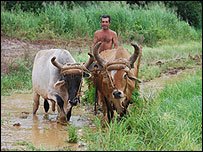 Nông dân Cuba