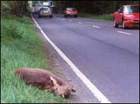 Injured deer at side of road . Image copyright: Jochen Langbein