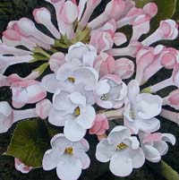 Viburnum