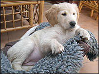 Darcy the Guide Puppy