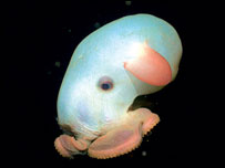 Polvo Dumbo