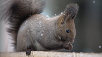 A Hokkaido Red Squirrel