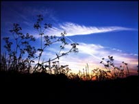 Picture by Tricia Thorpe