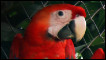 macaws