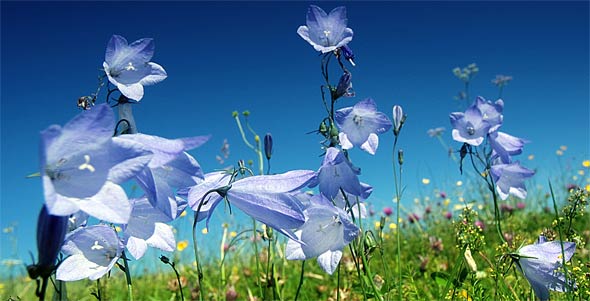 'Songs from the Machair' by Colin Campbell