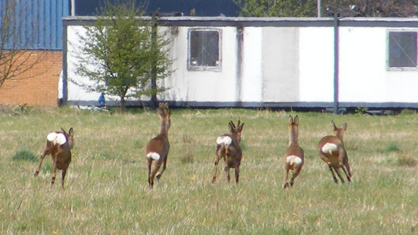 Roe deer