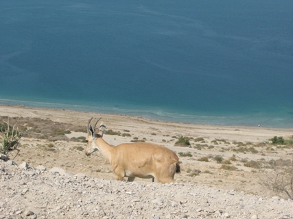 ibexdeadsea.JPG