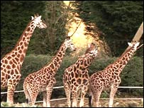 Giraffes