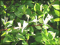 Lonicera Halliana Japonica