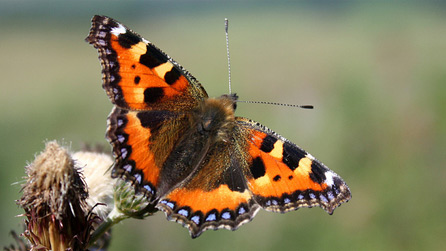 small tortoiseshell butterfly. Image by Bracken B.
