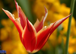 Tulip