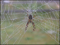 Spider