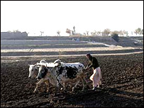 کوپراتيف
