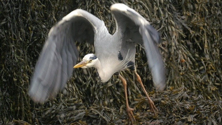 Heron in flight by Alan Crawshaw