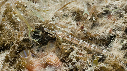 Pipe fish. Photo: Paul Kay