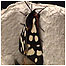 Moth