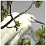 Egret