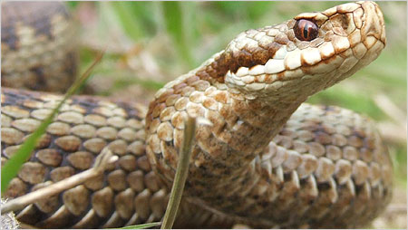 Female Adder c/o Will Atkins, LEHART