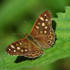 Speckled Wood