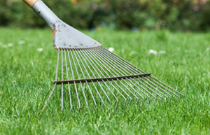 Raking lawn
