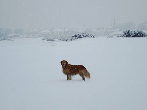 Abbie the dog in snow, Leven. Photo courtesy of Anne Dutton. 