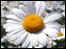 Daisy - by Ian Collins 