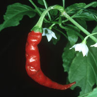 red cayenne slim