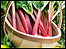 rhubarb