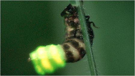 Glow worm c/o John Tyler