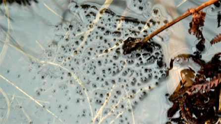 frogspawn.jpg