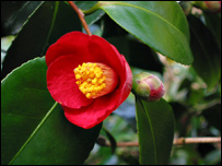 Camellia Japonica