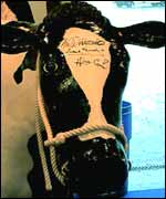 The celebrity cow 