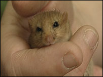 Dormouse in hand