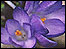 crocus